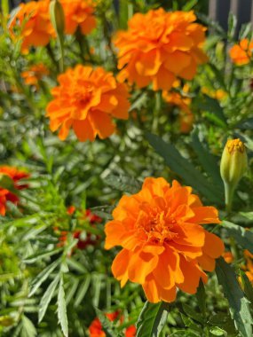 Ukrayna sonbahar bitkileri, kırmızı ve turuncu kadife çiçekleri, yeşil bahçe 