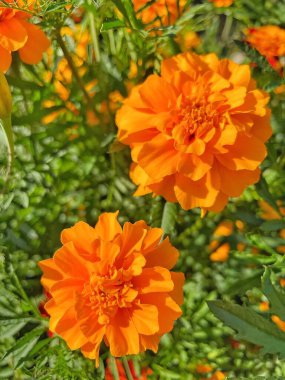 Ukrayna sonbahar bitkileri, kırmızı ve turuncu kadife çiçekleri, yeşil bahçe 