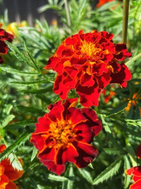 Ukrayna sonbahar bitkileri, kırmızı ve turuncu kadife çiçekleri, yeşil bahçe 