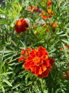Ukrayna sonbahar bitkileri, kırmızı ve turuncu kadife çiçekleri, yeşil bahçe 