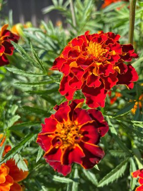 Ukrayna sonbahar bitkileri, kırmızı ve turuncu kadife çiçekleri, yeşil bahçe 