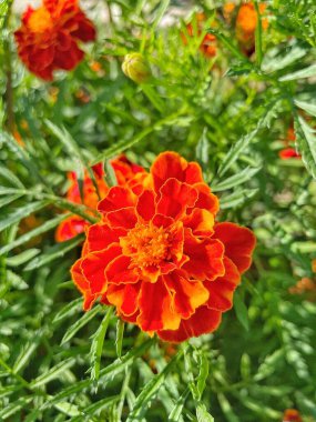 Ukrayna sonbahar bitkileri, kırmızı ve turuncu kadife çiçekleri, yeşil bahçe 