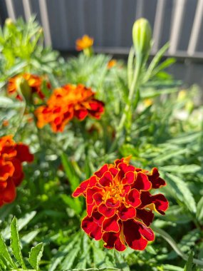 Ukrayna sonbahar bitkileri, kırmızı ve turuncu kadife çiçekleri, yeşil bahçe 