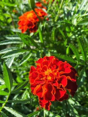 Ukrayna sonbahar bitkileri, kırmızı ve turuncu kadife çiçekleri, yeşil bahçe 