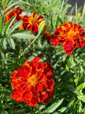 Ukrayna sonbahar bitkileri, kırmızı ve turuncu kadife çiçekleri, yeşil bahçe 