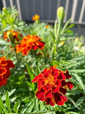 Ukrayna sonbahar bitkileri, kırmızı ve turuncu kadife çiçekleri, yeşil bahçe 
