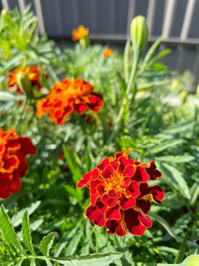 Ukrayna sonbahar bitkileri, kırmızı ve turuncu kadife çiçekleri, yeşil bahçe 