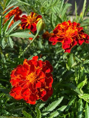 Ukrayna sonbahar bitkileri, kırmızı ve turuncu kadife çiçekleri, yeşil bahçe 