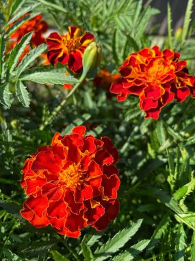 Ukrayna sonbahar bitkileri, kırmızı ve turuncu kadife çiçekleri, yeşil bahçe 