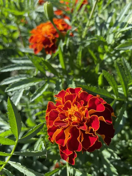 Ukrayna sonbahar bitkileri, kırmızı ve turuncu kadife çiçekleri, yeşil bahçe 