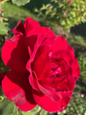 Güzel Ukrayna kırmızı gülü Ukrayna 'da hayat ve doğa