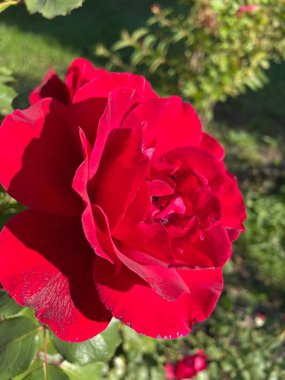 Güzel Ukrayna kırmızı gülü Ukrayna 'da hayat ve doğa