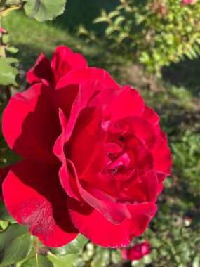 Güzel Ukrayna kırmızı gülü Ukrayna 'da hayat ve doğa