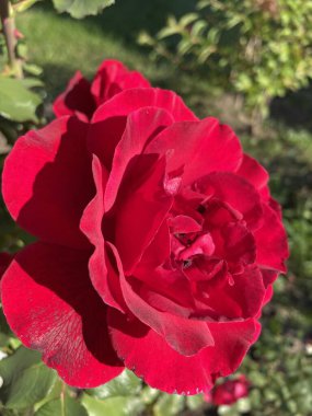 Güzel Ukrayna kırmızı gülü Ukrayna 'da hayat ve doğa