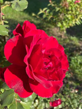 Güzel Ukrayna kırmızı gülü Ukrayna 'da hayat ve doğa