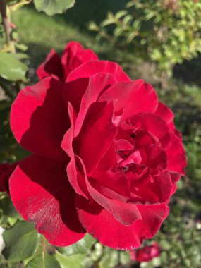 Güzel Ukrayna kırmızı gülü Ukrayna 'da hayat ve doğa