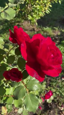 Ukrayna, Ukrayna kırmızı gülleri bahçede, doğa, aşk hayatı