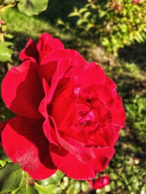 güzel kırmızı Ukrayna gülleri bahçede, Ukrayna