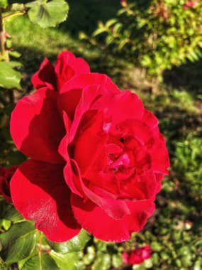 güzel kırmızı Ukrayna gülleri bahçede, Ukrayna