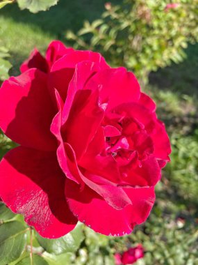 güzel kırmızı Ukrayna gülleri bahçede, Ukrayna