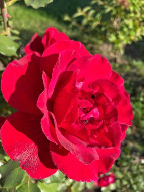 güzel kırmızı Ukrayna gülleri bahçede, Ukrayna