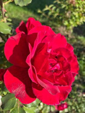 güzel kırmızı Ukrayna gülleri bahçede, Ukrayna