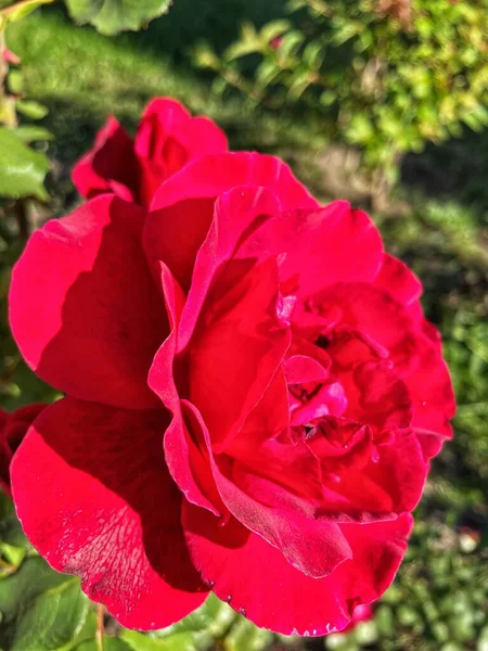 güzel kırmızı Ukrayna gülleri bahçede, Ukrayna