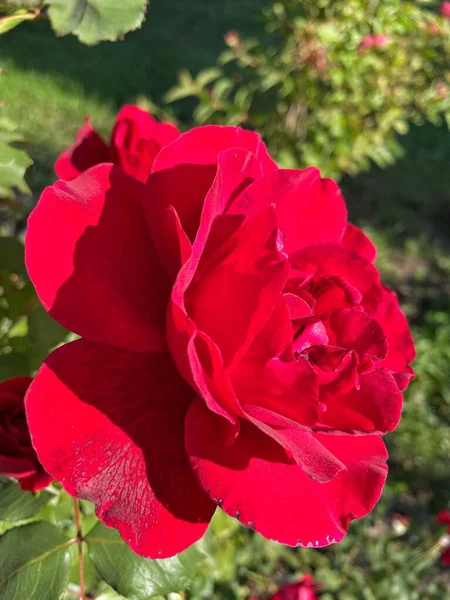 güzel kırmızı Ukrayna gülleri bahçede, Ukrayna