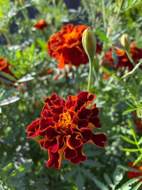 Eşsiz ulusal fotoğraflar, Ukrayna, Ukrayna bitkileri, kadife çiçekleri