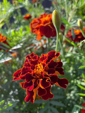 Eşsiz ulusal fotoğraflar, Ukrayna, Ukrayna bitkileri, kadife çiçekleri