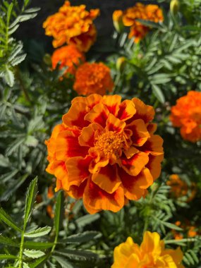 Eşsiz ulusal fotoğraflar, Ukrayna, Ukrayna bitkileri, kadife çiçekleri