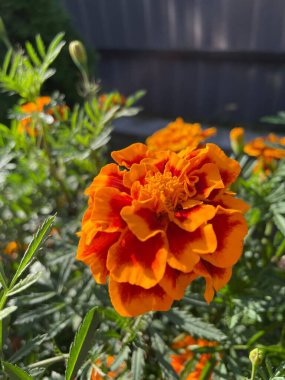 Eşsiz ulusal fotoğraflar, Ukrayna, Ukrayna bitkileri, kadife çiçekleri