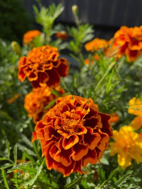 Eşsiz ulusal fotoğraflar, Ukrayna, Ukrayna bitkileri, kadife çiçekleri