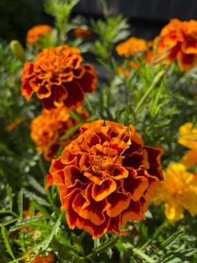 Eşsiz ulusal fotoğraflar, Ukrayna, Ukrayna bitkileri, kadife çiçekleri