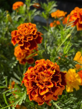 Eşsiz ulusal fotoğraflar, Ukrayna, Ukrayna bitkileri, kadife çiçekleri