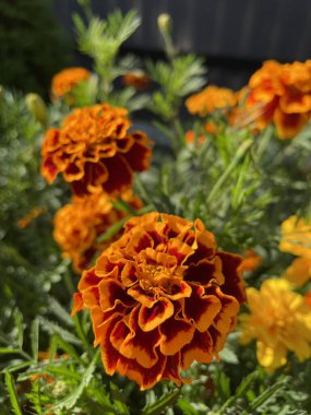 Eşsiz ulusal fotoğraflar, Ukrayna, Ukrayna bitkileri, kadife çiçekleri