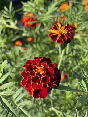 Eşsiz ulusal fotoğraflar, Ukrayna, Ukrayna bitkileri, kadife çiçekleri