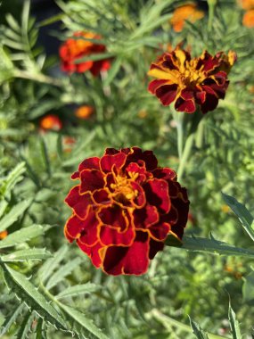 Eşsiz ulusal fotoğraflar, Ukrayna, Ukrayna bitkileri, kadife çiçekleri