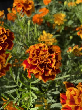 Eşsiz ulusal fotoğraflar, Ukrayna, Ukrayna bitkileri, kadife çiçekleri