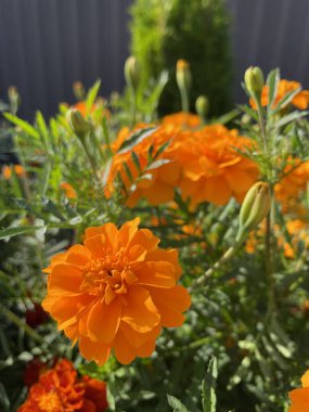 Eşsiz ulusal fotoğraflar, Ukrayna, Ukrayna bitkileri, kadife çiçekleri