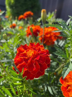 Eşsiz ulusal fotoğraflar, Ukrayna, Ukrayna bitkileri, kadife çiçekleri