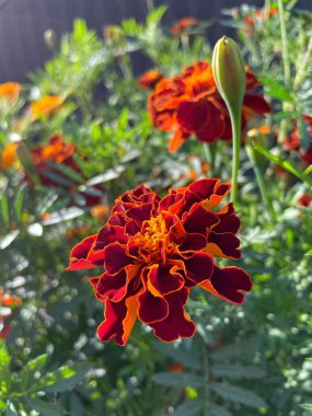 Eşsiz ulusal fotoğraflar, Ukrayna, Ukrayna bitkileri, kadife çiçekleri, doğa sembolleri