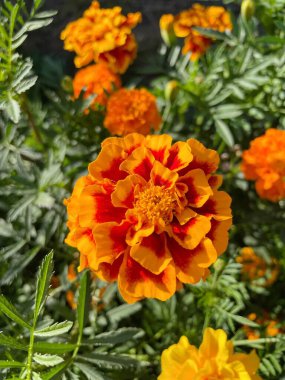 Eşsiz ulusal fotoğraflar, Ukrayna, Ukrayna bitkileri, kadife çiçekleri, doğa sembolleri