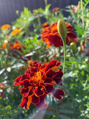 Eşsiz ulusal fotoğraflar, Ukrayna, Ukrayna bitkileri, kadife çiçekleri, doğa sembolleri