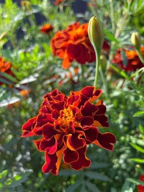 Eşsiz ulusal fotoğraflar, Ukrayna, Ukrayna bitkileri, kadife çiçekleri, doğa sembolleri