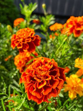 Eşsiz ulusal fotoğraflar, Ukrayna, Ukrayna bitkileri, kadife çiçekleri, doğa sembolleri