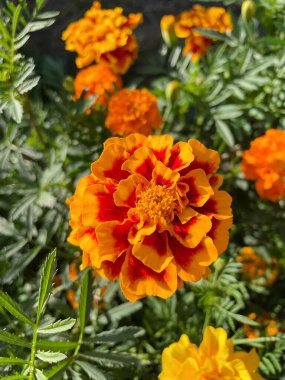 Eşsiz ulusal fotoğraflar, Ukrayna, Ukrayna bitkileri, kadife çiçekleri, doğa sembolleri