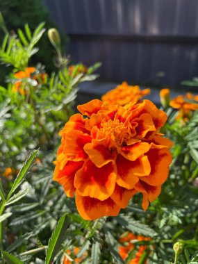 Eşsiz ulusal fotoğraflar, Ukrayna, Ukrayna bitkileri, kadife çiçekleri, doğa sembolleri