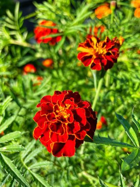 Eşsiz ulusal fotoğraflar, Ukrayna, Ukrayna bitkileri, kadife çiçekleri, doğa sembolleri