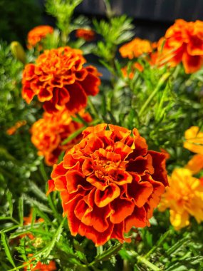 Eşsiz ulusal fotoğraflar, Ukrayna, Ukrayna bitkileri, kadife çiçekleri, doğa sembolleri